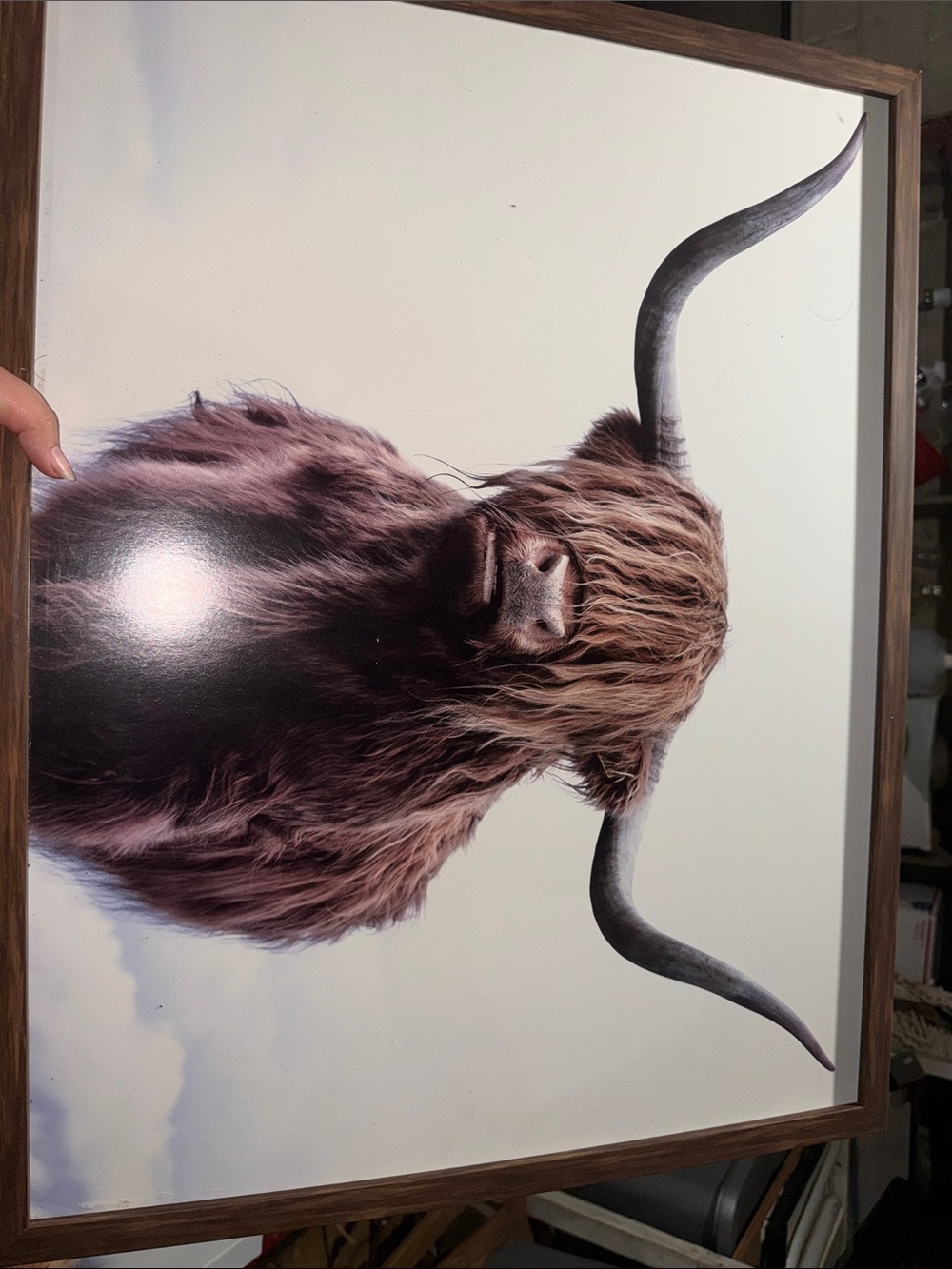 Highland Cow Wall Art - Framed Brown & Cream Print